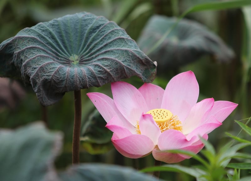 Lotus flower in water